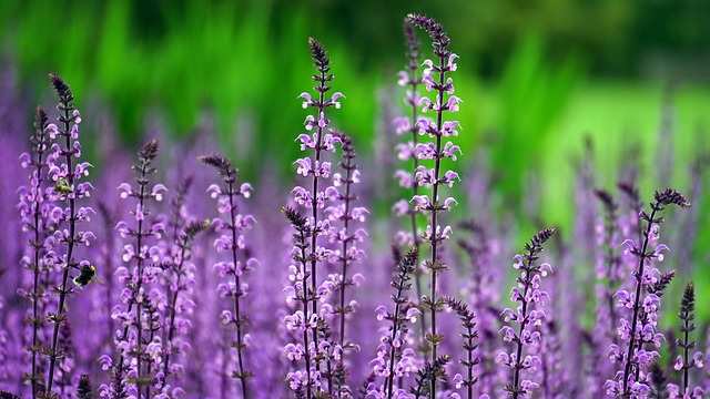 tuin laten onderhouden in Emmen